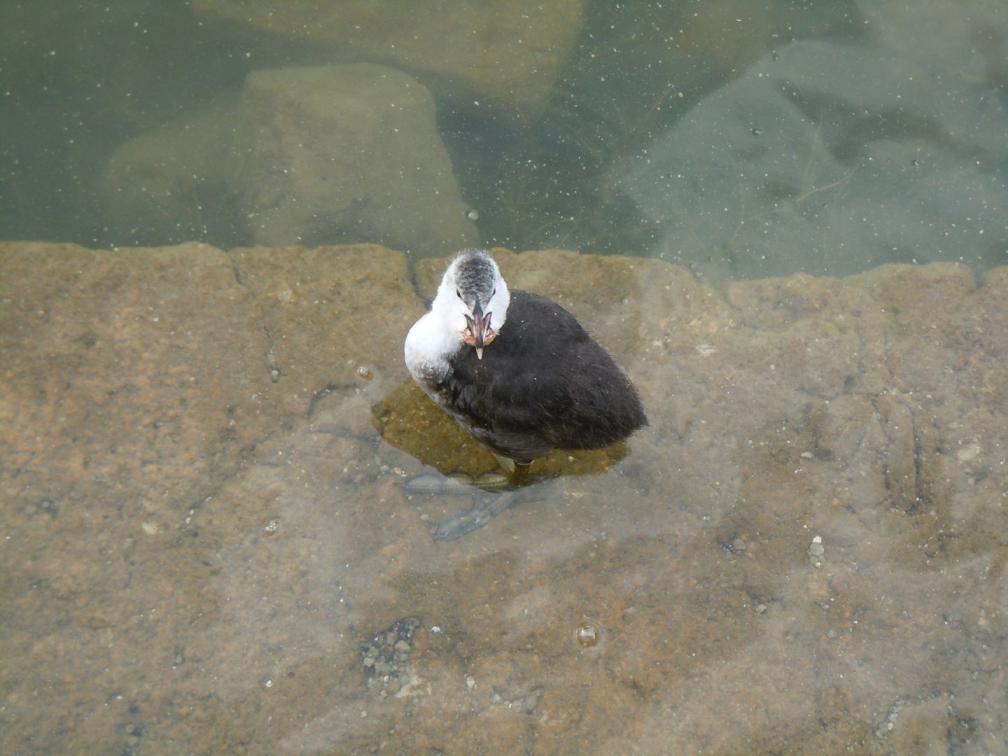 Pulli di folaga dal lago D''Averno